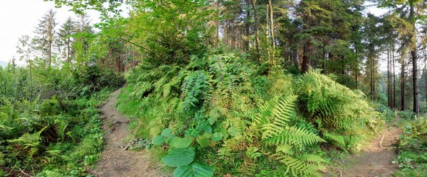 Карпатський ліс. Папороть