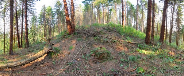 Гриби в Карпатах