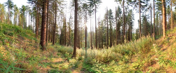 Карпатський ліс